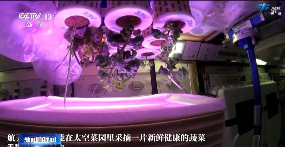 太空植物栽培：为未来深空探测奠定基础