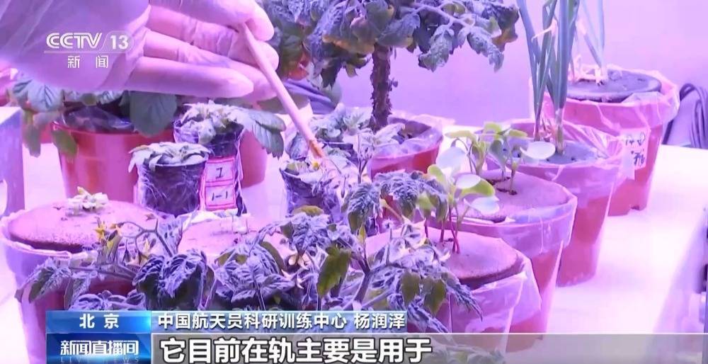 太空植物栽培：为未来深空探测奠定基础-第2张图片-太平洋在线下载