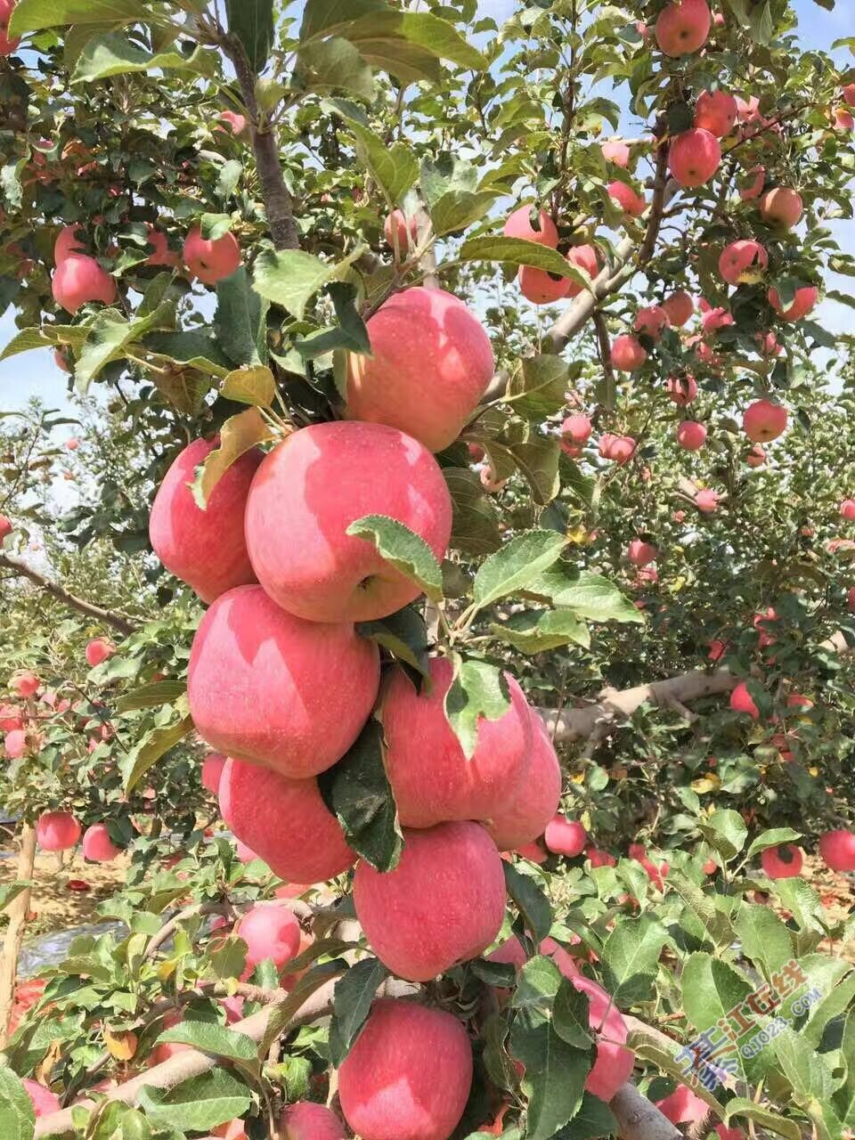 洛川苹果林新闻陕西洛川苹果当地价格-第2张图片-太平洋在线下载