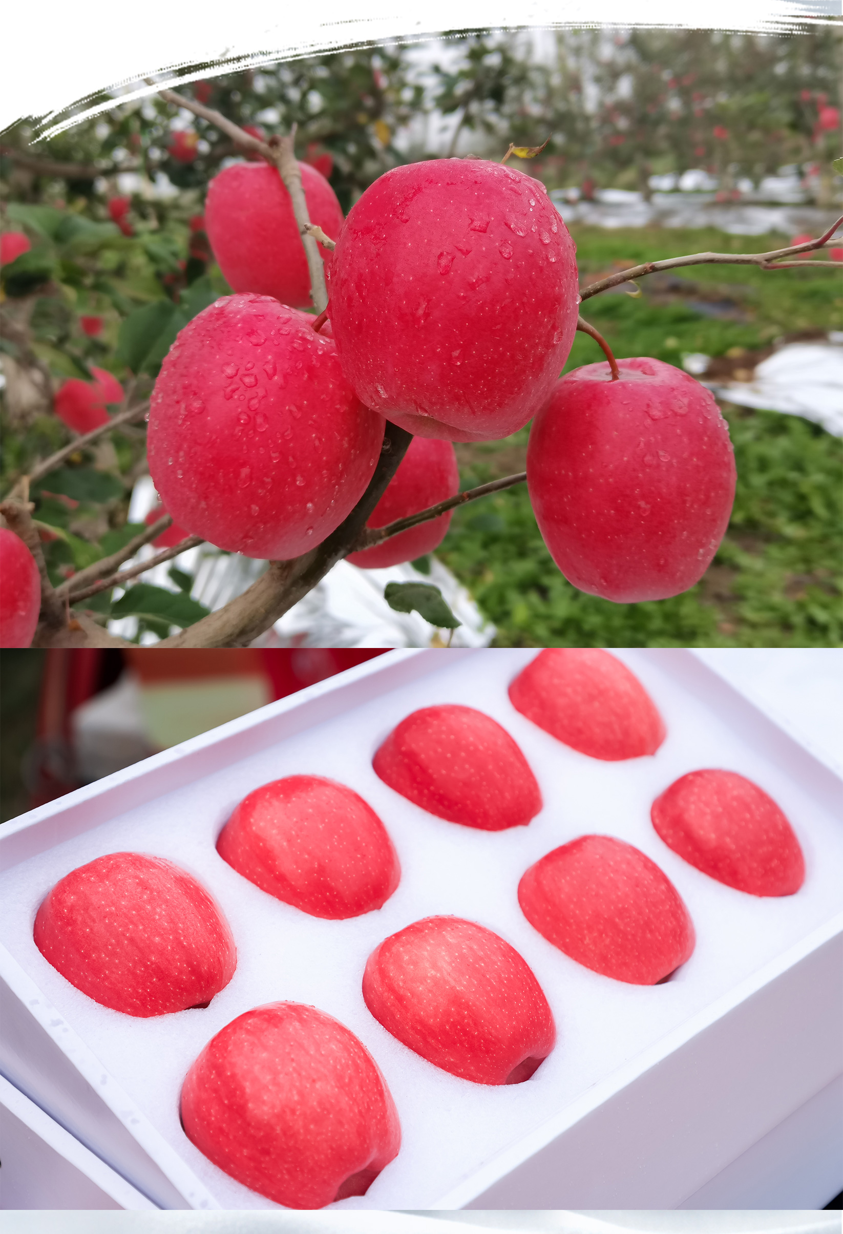 sua版苹果(苹果su版是什么意思)-第1张图片-QuickQ官网