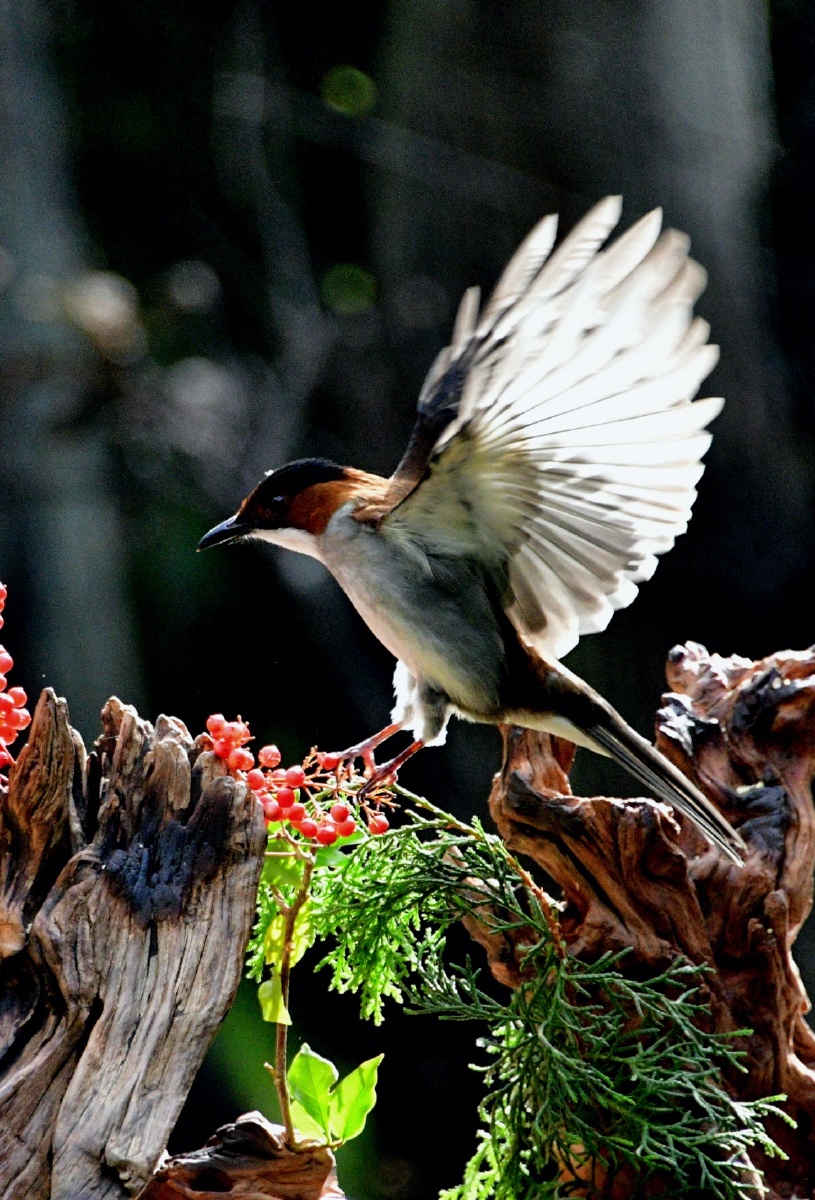 小鹰直播手机版下载(小鹰直播电视版下载官网)-第3张图片-QuickQ官网